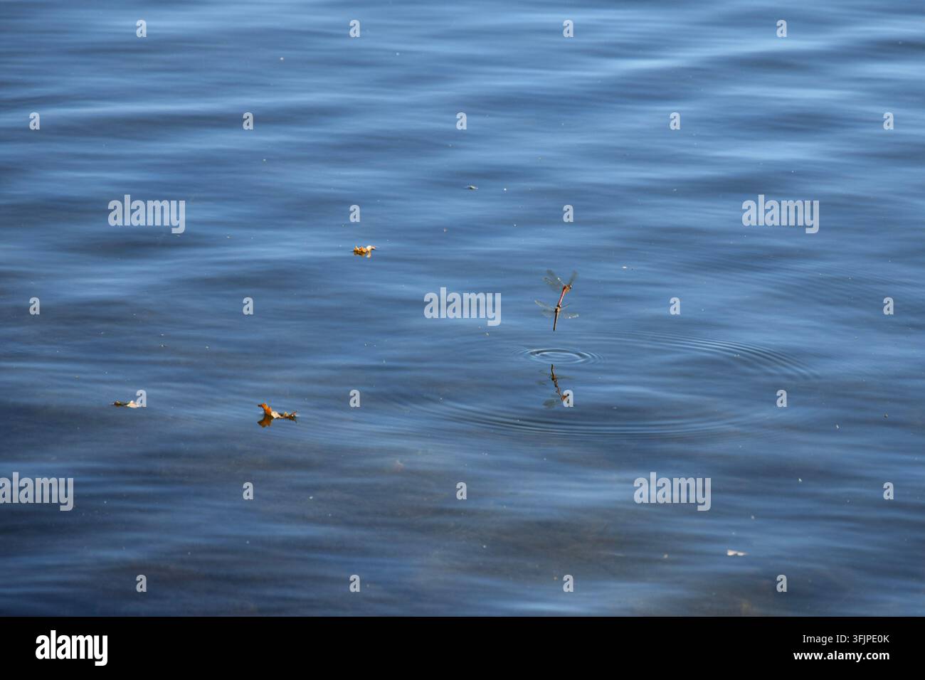Deux libellules en train de s'accoupler au-dessus d'une eau calme avec des ondulations Banque D'Images
