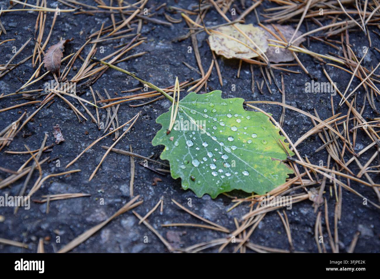 Feuille d'trois trembles mouillée avec des gouttelettes d'eau et des aiguilles de pin orange sur l'asphalte Banque D'Images