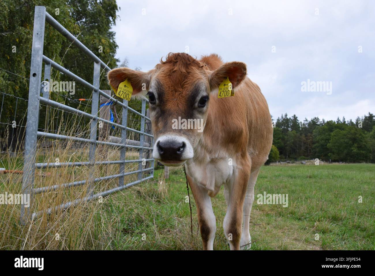 Vache brun clair curieuse regardant vers la caméra Banque D'Images