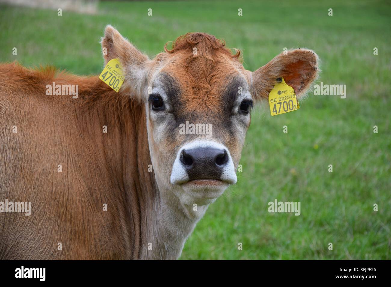Portrait d'une vache brun clair dans un pâturage vert Banque D'Images