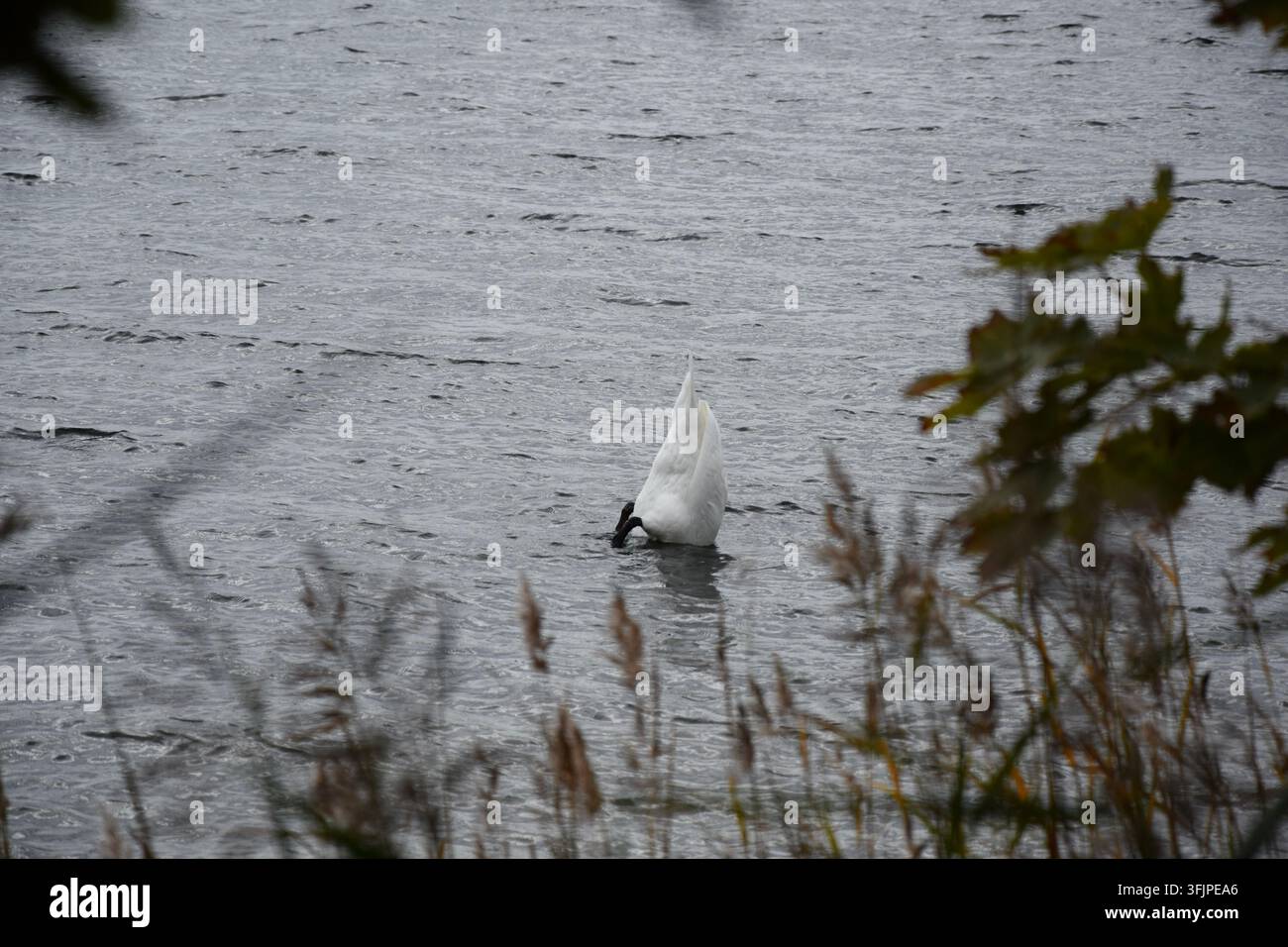 Cygne cherchant de la nourriture avec la tête sous l'eau et les pattes surélevées au-dessus de l'eau Banque D'Images