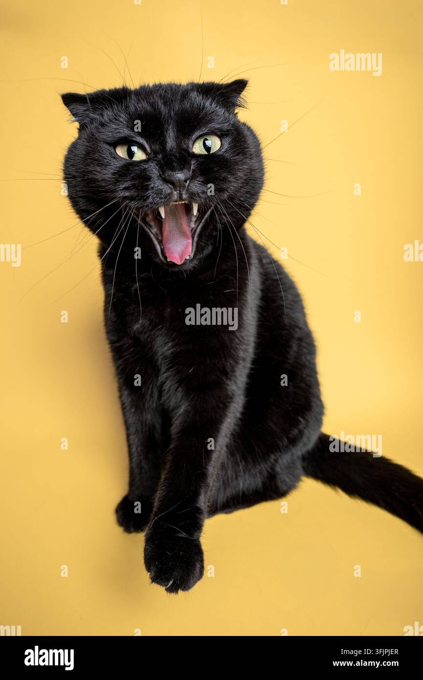 Chat Scottish Fold noir sur un fond jaune Banque D'Images