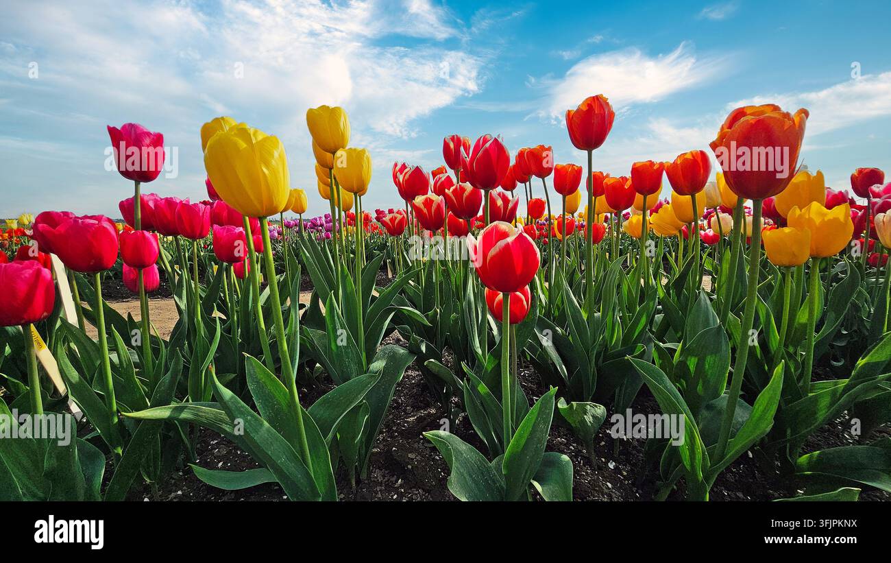 Tulipes rouges, jaunes et orange en fleurs dans la campagne néerlandaise Banque D'Images