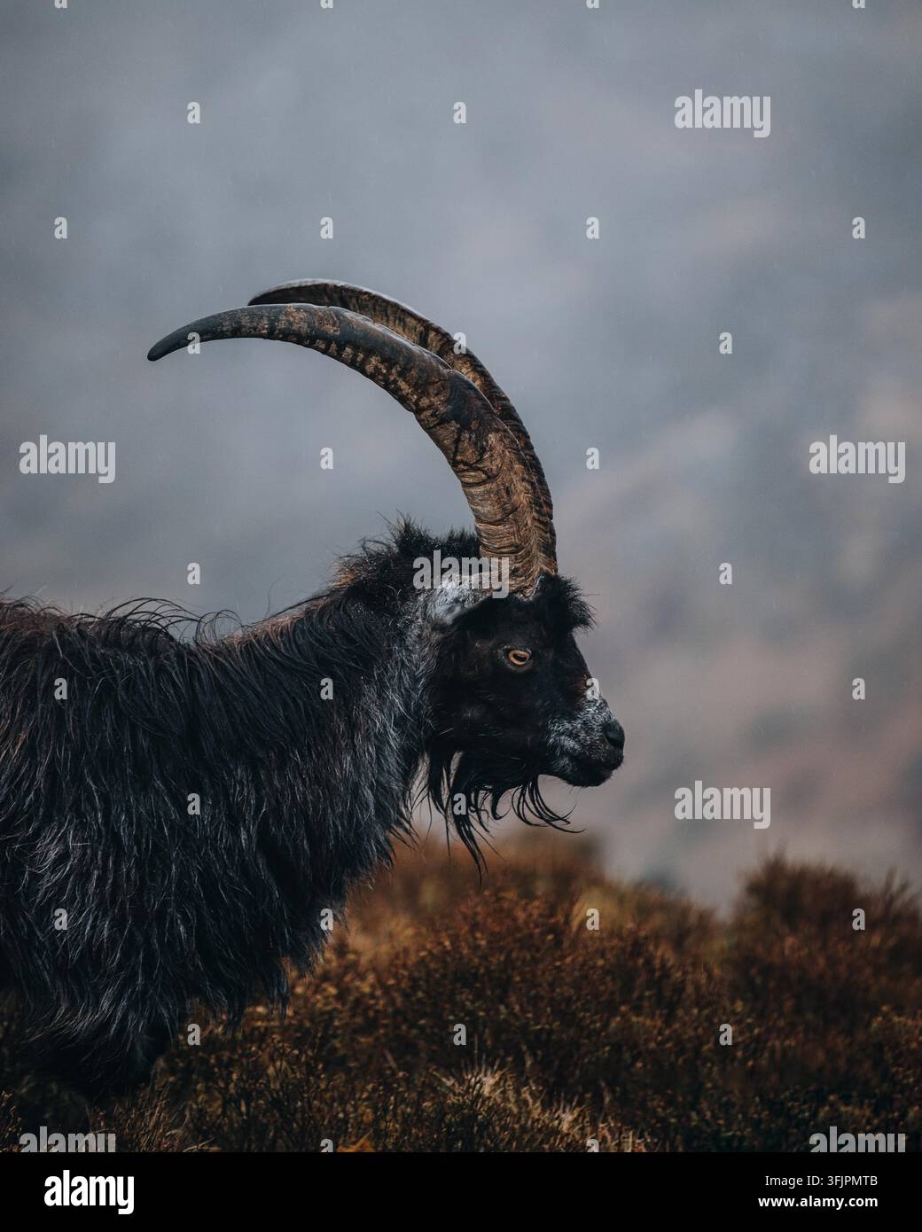 Vue d'une chèvre sauvage avec de grandes cornes courbées debout sur une colline accidentée à Caernarfon, Pays de Galles, Royaume-Uni. Banque D'Images