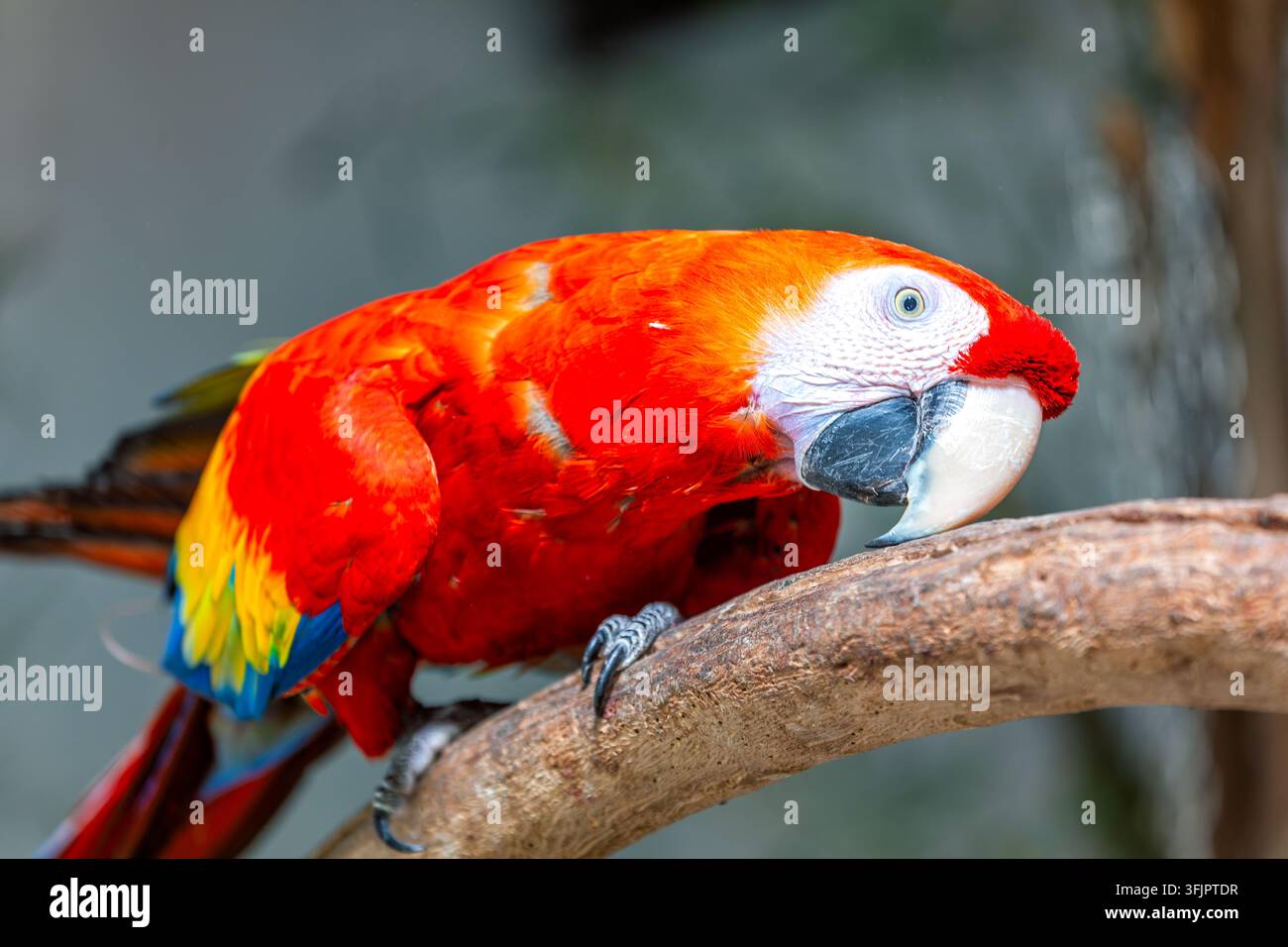 Un Ara rouge dans un zoo autrichien Banque D'Images