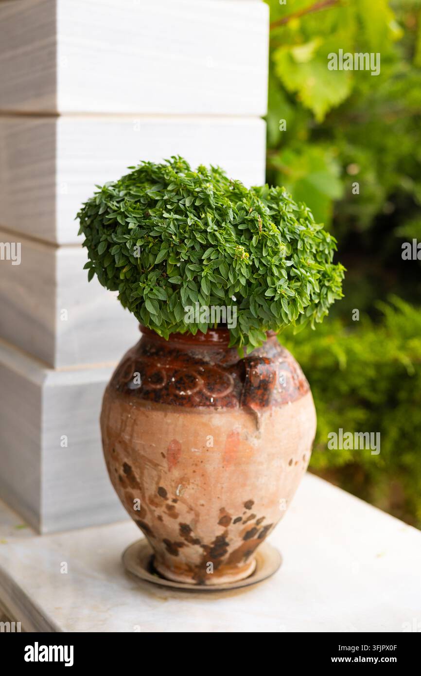 Plante de basilic grec touffue avec de fines feuilles vertes poussant dans un pot en amphore en terre cuite rustique à l'extérieur dans un environnement méditerranéen ensoleillé. Banque D'Images