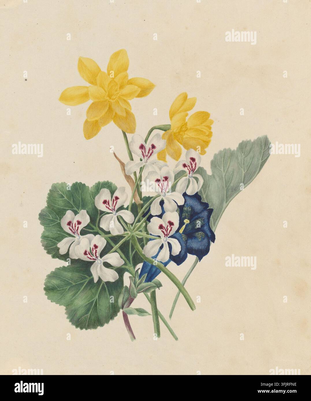 Dessin représentant le Prickly geranium Jonquil Gentianilla, par Caroline Maria Applebee (c.1787-1854), de la collection de dessins de Caroline Maria Applebee, daté de 1809. Un arrangement botanique montrant une grappe de fleurs jaunes, un groupe de fleurs blanches avec de petites marques rouge foncé, une fleur bleu profond et plusieurs feuilles vertes sur un fond beige. Peinture à l'aquarelle, 21,9 cm x 18,3 cm, papier. Noms vernaculaires anglais : Sweetheart geranium, Cactus geranium, Stemless gentian, Trumpet gentian. Anciens noms latins : Pelargonium reniforme, Gentiana excisa, Gentiana kochiana. Banque D'Images
