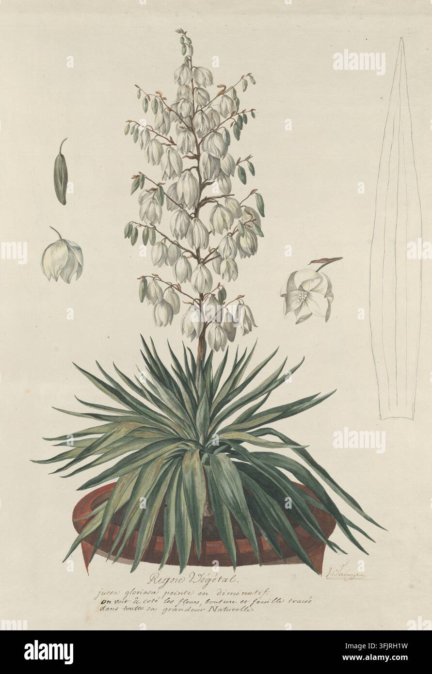 Dessin représentant le Yucca gloriosa, communément connu sous le nom d'aiguille d'Adam, par Jean Charles Verbrugge (1756-1831), de la collection Regne Vegetal, daté de 1800. Une illustration botanique d'une plante verte épineuse en pot avec de longues feuilles pointues et une tige centrale haute portant une grappe de fleurs blanches en forme de cloche suspendues, avec des esquisses botaniques supplémentaires autour sur un fond beige. Peinture à l'aquarelle, papier. LC : 'Yucca gloriosa peinte en diminutif / on voit a cotes les fleurs boutiere et feuille tracee / dans toutte sa gradneur naturelle ; LR : signée par l'artiste : 'J.C. Banque D'Images