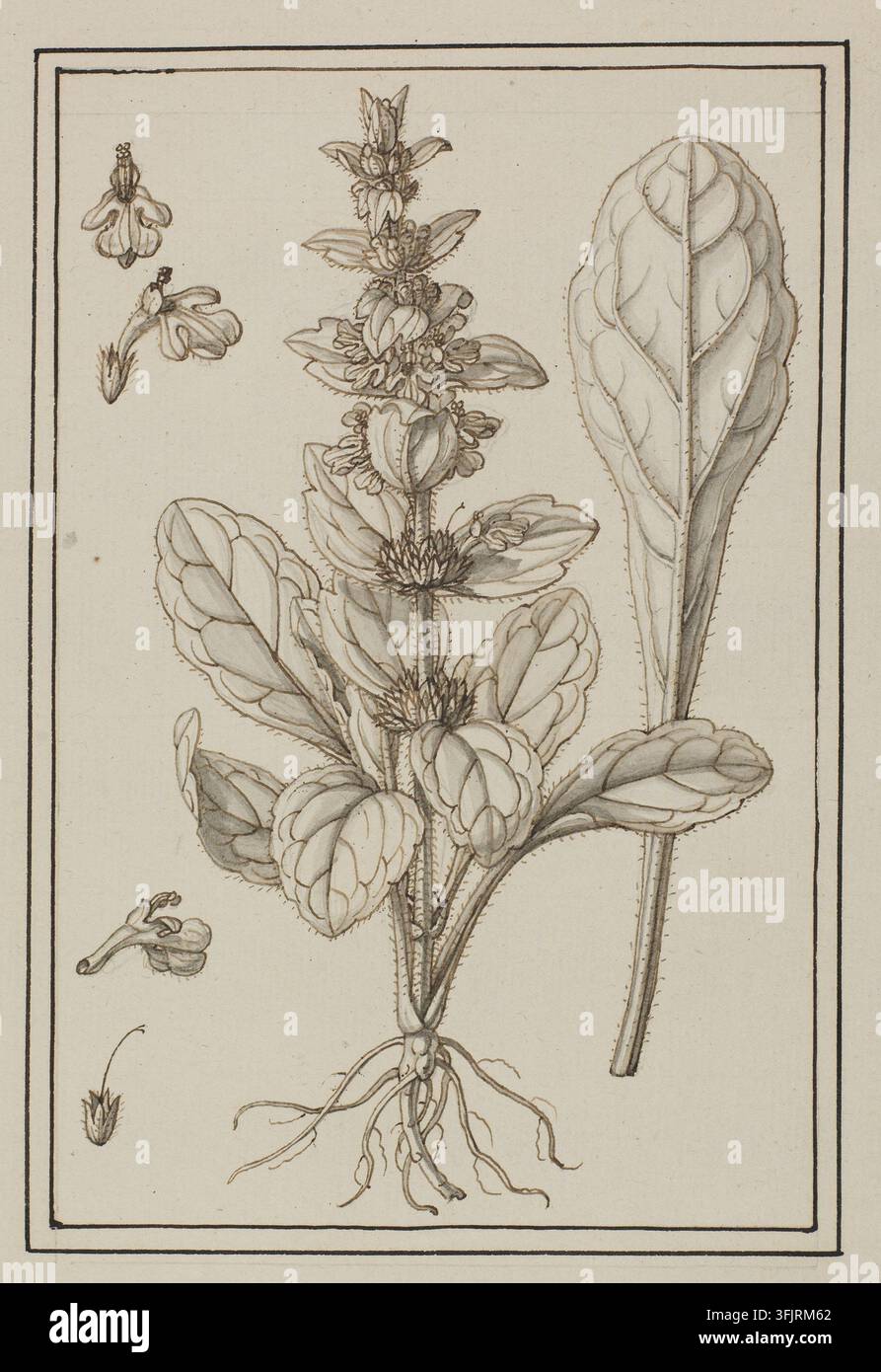 Dessin représentant Bugula sylvestris villosa Ajuga pyramidalis, par Claude Aubriet (1665-1742), de la collection d'œuvres d'Aubriet, daté de 1700. Un dessin botanique au trait d'une plante avec une tige centrale florale haute, un groupe de feuilles larges et nervurées à la base, une grande feuille nervurée séparée sur le côté, des racines visibles et quelques petits détails floraux et de graines détachés, rendus en tons noirs et beiges. Plume et encre sur papier avec lavis gris, 23 cm x 17 cm. Recto : Écrit à la main au crayon graphite : TL : '68', LC : 'Bugula sylvestris villosa C.B.P'. Nom vernaculaire anglais : bugle pyramidale. Banque D'Images