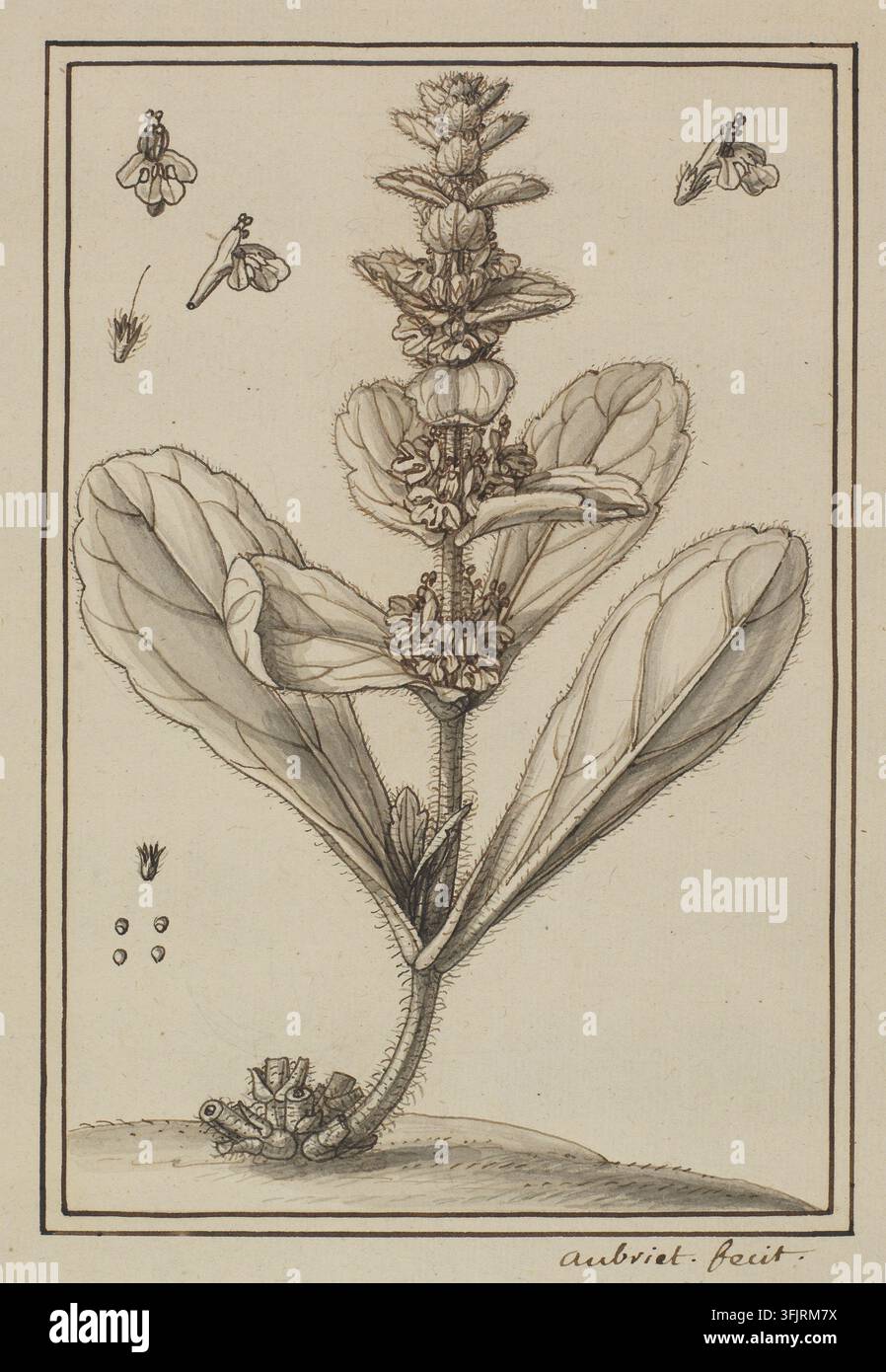 Dessin représentant Bugula sylvestris villosa inst Ajuga pyramidalis, par Claude Aubriet (1665-1742), de la collection d'œuvres d'Aubriet, daté de 1700. Une illustration botanique monochromatique détaillée d'une seule plante avec une tige centrale portant des feuilles superposées et des fleurs groupées, entourée de quelques petits éléments floraux détachés, le tout rendu en nuances de beige, brun et gris dans une bordure rectangulaire à double ligne. Plume et encre sur papier avec lavis gris, 22,7 cm x 17 cm. Recto : LR : Manuscrit à l'encre : 'aubriet fecit' ; Manuscrit au crayon graphite : TL : '9', LL : 'Bugula sylvestris villosa inst'. Banque D'Images