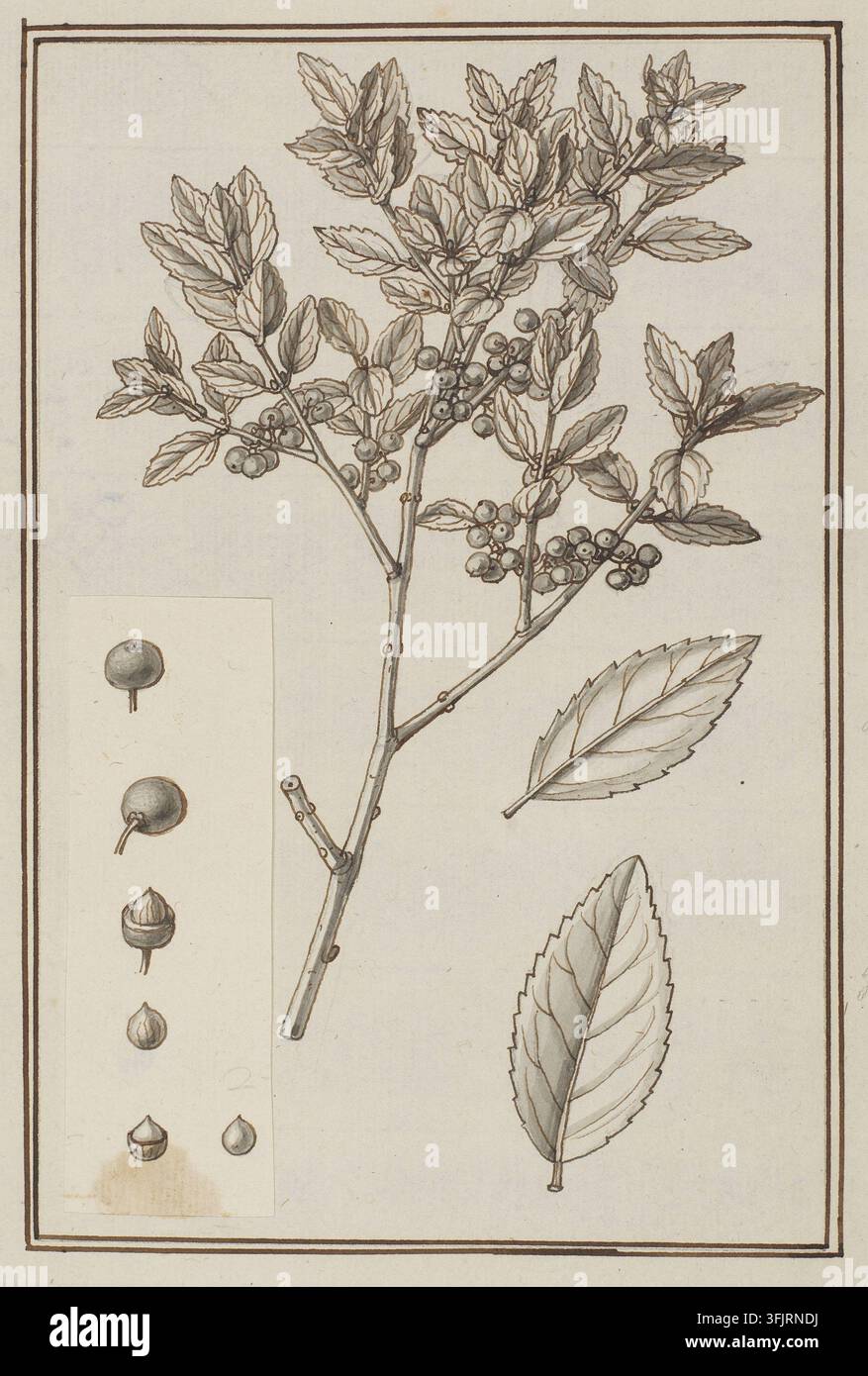 Dessin représentant Phyllyrea latifolia Phillyrea latifolia, par Aubriet, de la collection d'œuvres d'Aubriet, daté de 1700. Un dessin botanique à l'encre sur fond crème montrant une rameau ramifié avec de nombreuses feuilles et des grappes de baies rondes, deux feuilles détaillées séparées et un petit panneau avec plusieurs croquis isolés de baies et de graines rendus en nuances de brun, gris, beige et blanc cassé. Plume et encre sur papier avec lavis gris, 22,5 cm x 16,3 cm, papier occidental. Recto : Écrit à la main au crayon graphite : CL : '?', LL : 'Phyllyrea latifolia'. Nom vernaculaire anglais : Mock Privet. Banque D'Images