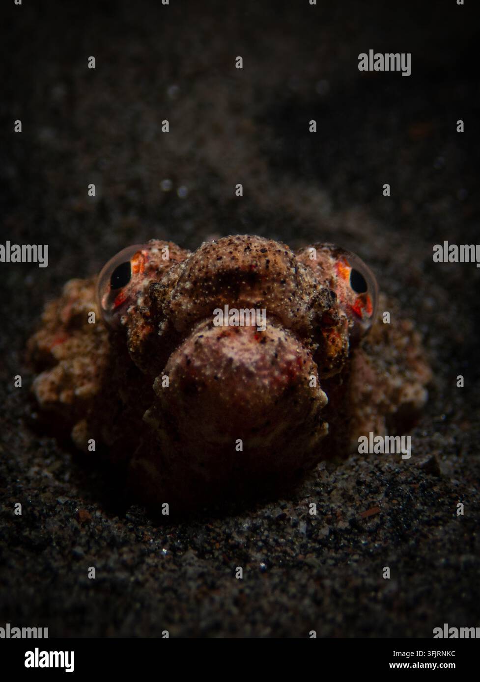 Portrait macro symétrique de face d'une anguille-crocodile rouge féroce (Brachysomophis crocodilinus) fixant depuis le sable sombre lors d'une plongée de nuit Banque D'Images