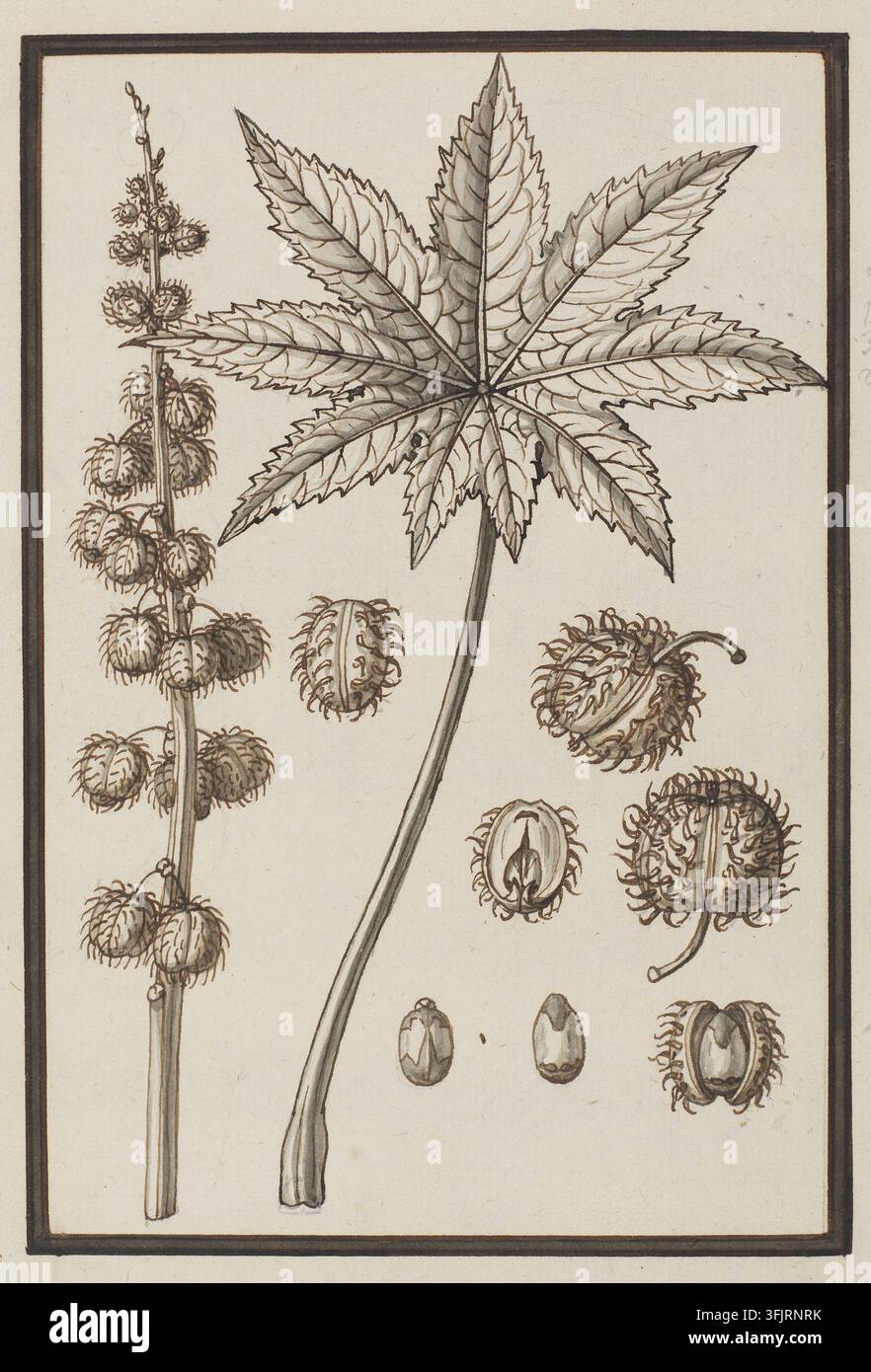Dessin représentant Ricinus vulgaris Ricinus communis, par Claude Aubriet (1665-1742), de la collection d'œuvres d'Aubriet, daté de 1700. Une illustration botanique montrant une grande feuille palmatée et une longue tige accompagnée d'une tige verticale de capsules de graines regroupées et épineuses ainsi que plusieurs capsules épineuses détachées et des illustrations de graines intérieures, rendues en nuances de brun, beige et gris. Plume et encre sur papier avec lavis gris, 22,4 cm x 16,6 cm. Recto : Écrit à la main au crayon graphite : CR : 'moire ...', LL : 'Ricinus vulgaris'. Nom vernaculaire anglais : Caster Oil Plant. Banque D'Images
