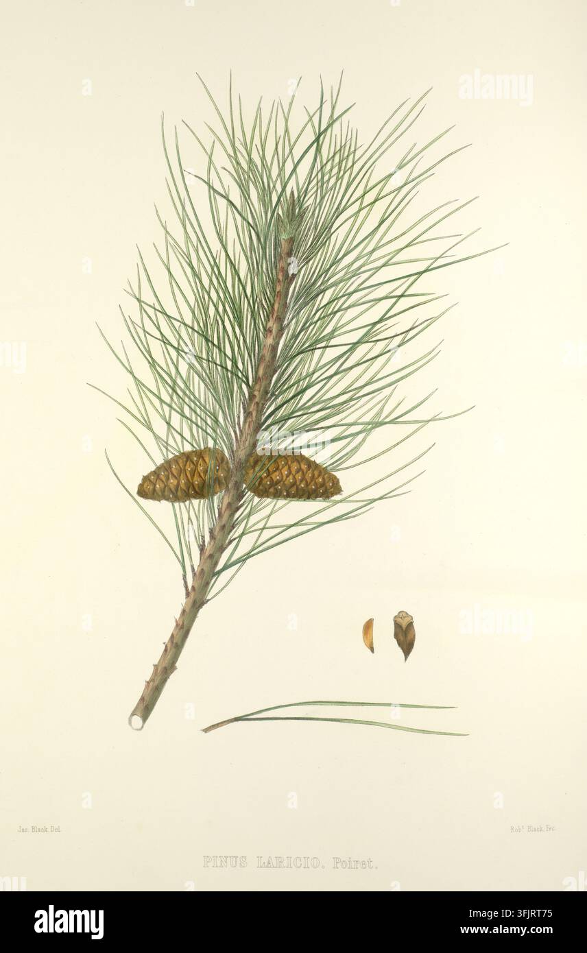 Illustration de couverture représentant PINUS LARICIO Poiret, communément appelée pin, par James Black (fl.c.1860-c.1880), tirée de la collection Pinetum Britannicum. Vol I, datée de 1863. Une illustration botanique montrant une branche avec de longues aiguilles vertes fines et une tige brune, deux cônes de pin bruns attachés, deux petits morceaux de graine bruns et quelques fragments d'aiguilles vertes allongées sur un fond beige pâle. Chromolithographie. Planche chromolithographique représentant Pinus laricio, comprenant également trois détails botaniques colorés. La couverture du livre porte les mentions 'Jas. Black, Del', 'Robt. Black. Fec'. Banque D'Images