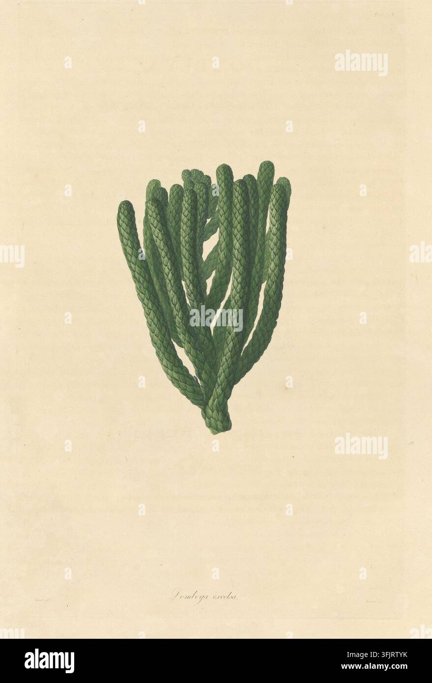 Illustration de plaque de livre représentant Dombeya excelsa, par Warner (fl.c.1790-c.1800), tirée de la collection "A description of the genus Pinus", datée de 1803. Une illustration botanique d'une plante verte, tressée et ramifiée avec une surface texturée, centrée sur un fond beige. Plaque gravée colorée à la main représentant Dombeya excelsa Araucaria columnaris. La plaque de livre porte les empreintes "Bauer del. Warner sc". Banque D'Images