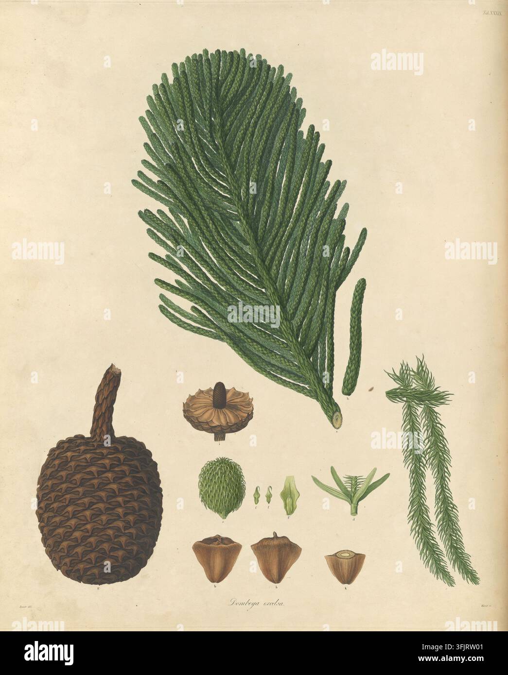 Illustration de plat de livre représentant Tab XXXIX Dombeya excelsa, par Warner (fl.c.1790-c.1800), tirée de la collection A description of the genus Pinus, datée de 1803. Une illustration botanique montrant une grande branche feuillue verte et plumeuse, un cône texturé brun foncé, plusieurs petites parties de graines ou de cônes vertes et brunes ainsi que quelques tiges grêles vertes sur un fond beige. Plaque gravée colorée à la main avec 13 détails botaniques de Dombeya excelsa Araucaria columnaris. Le plat de livre porte les empreintes 'Bauer del. Warner sc'. Banque D'Images