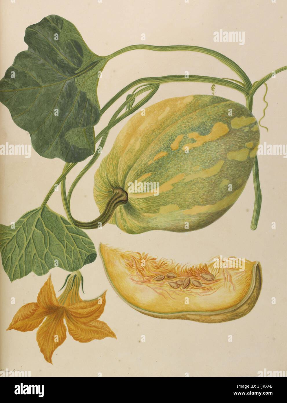 Dessin représentant Cucurbita moschata, par Gerrit Carl Francois Schouten (1779-1839), de la collection Schouten Surinam Orchids, daté de 1823. Une illustration botanique montrant une courge verte et jaune panachée attachée à des vignes vertes et de grandes feuilles vertes, avec une tranche coupée révélant une chair orange pâle et des graines ainsi qu'une fleur orange voisine, le tout sur un fond pâle. Peinture à l'aquarelle. LL : Signé : 'Schouten fecit 1823'. Banque D'Images