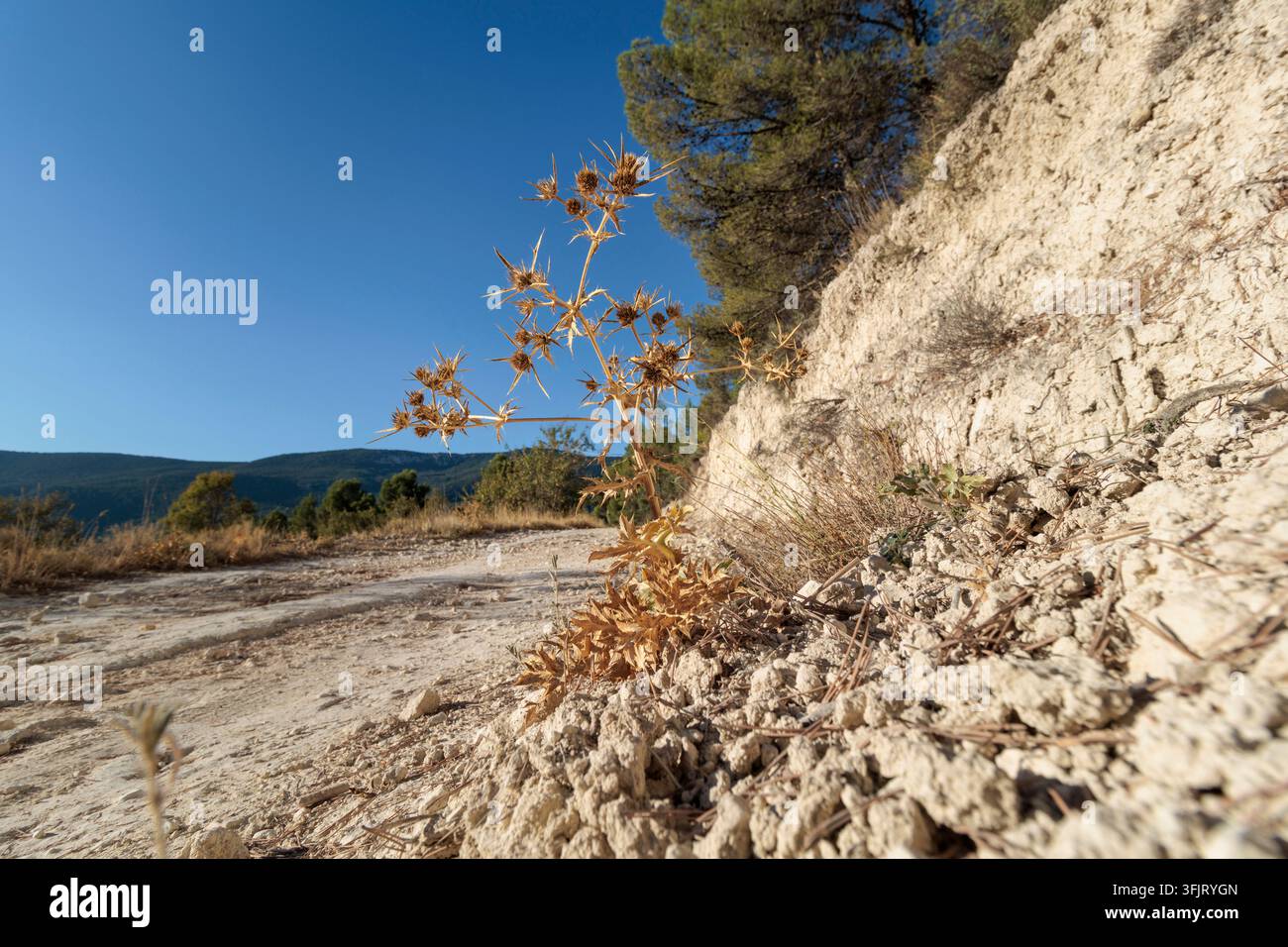 Eryngium campestre sèche, eryngo des champs sur une pente le long d'un sentier de montagne, Alcoy, Espagne Banque D'Images