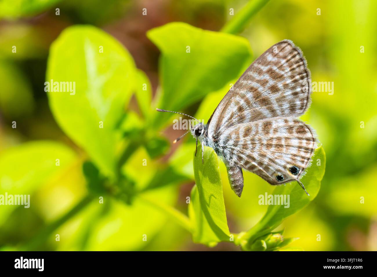 Papillon Leptotes pirithous posé sur une feuille à Saloro, Corse. Banque D'Images