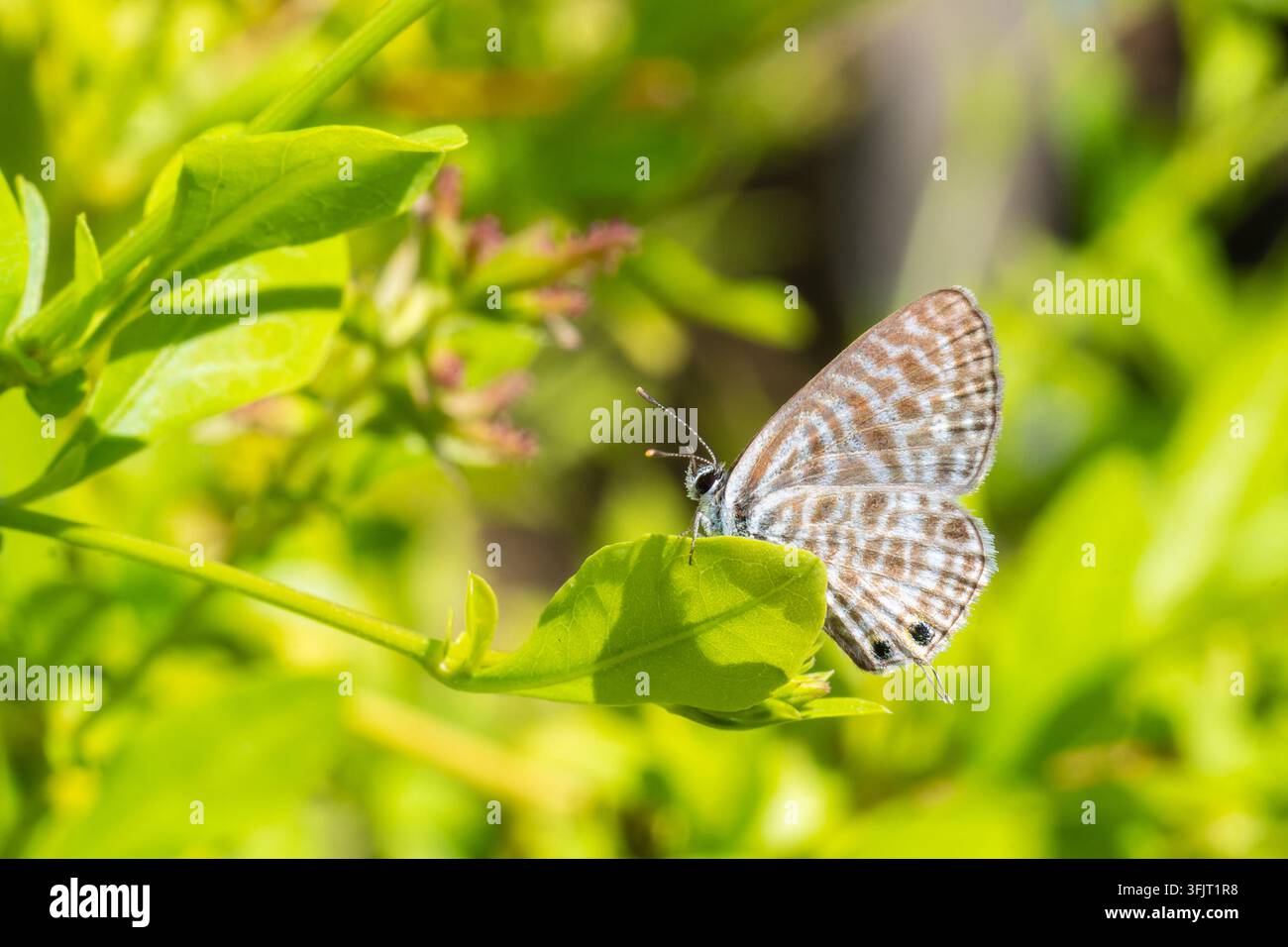 Papillon Leptotes pirithous posé sur une feuille verte à Corse-Saloro. Banque D'Images