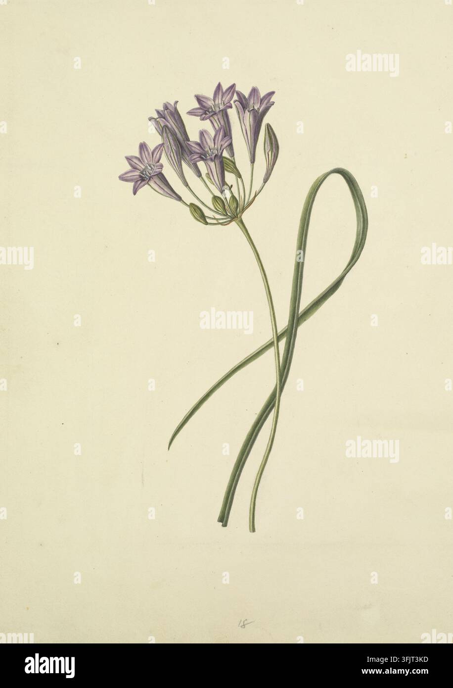 Dessin représentant Triteleia laxa Plaque 18, de la collection Hooker's Fruit drawings, datée de 1830. Une illustration botanique délicate d'une plante à tige verte et élancée avec une grappe de petites fleurs violettes et des feuilles vertes allongées sur un fond crème pâle. Peinture à l'aquarelle, papier. Titre du dos : Dessins de fruits. Vol. X. Horticultural Society of London 1824. Banque D'Images