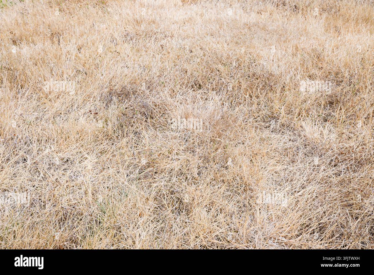 Fond d'herbe coupée sèche devenue jaune à cause de la sécheresse pendant l'été chaud Banque D'Images