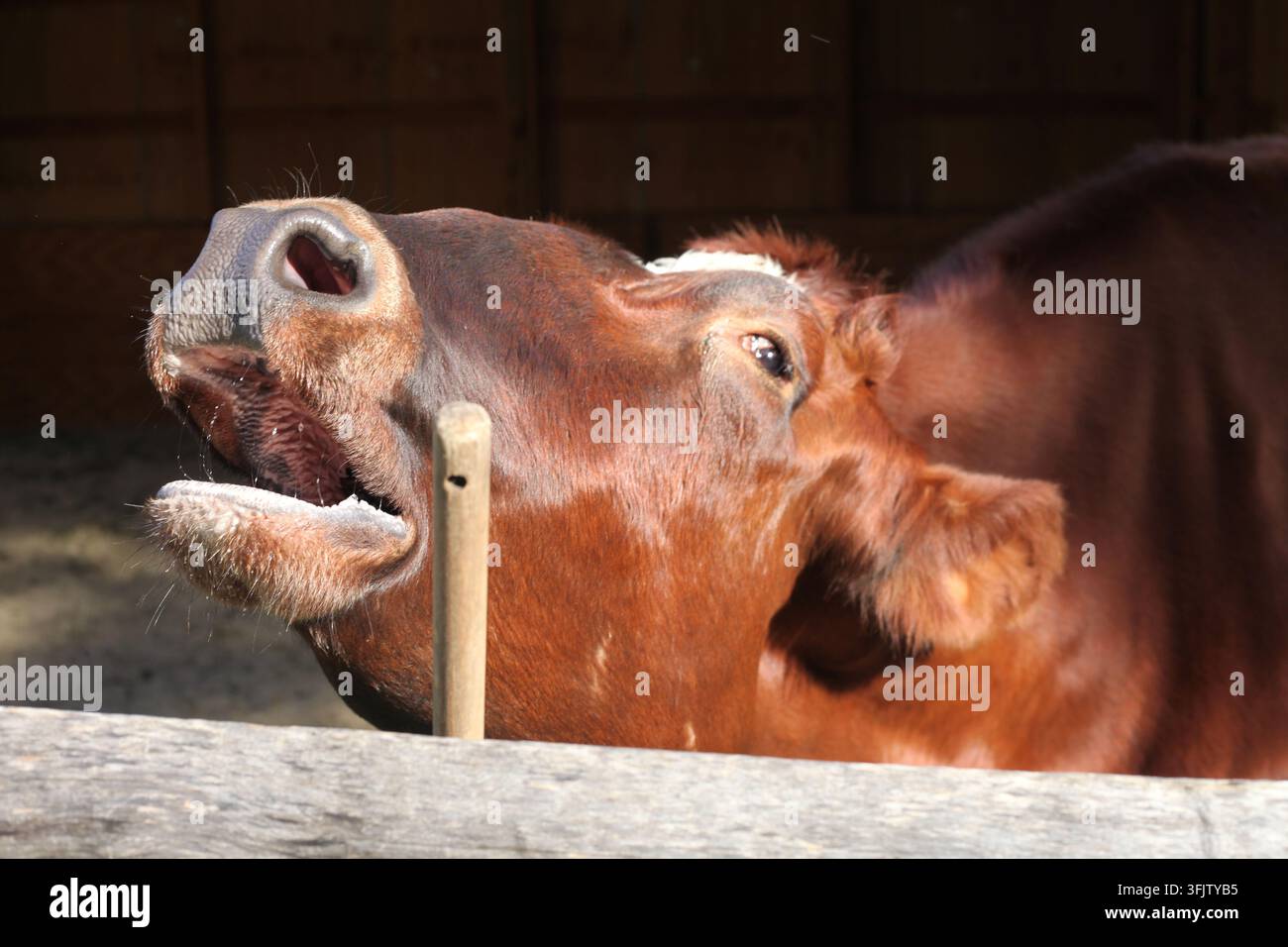 Portrait d'une vache Bos Banque D'Images