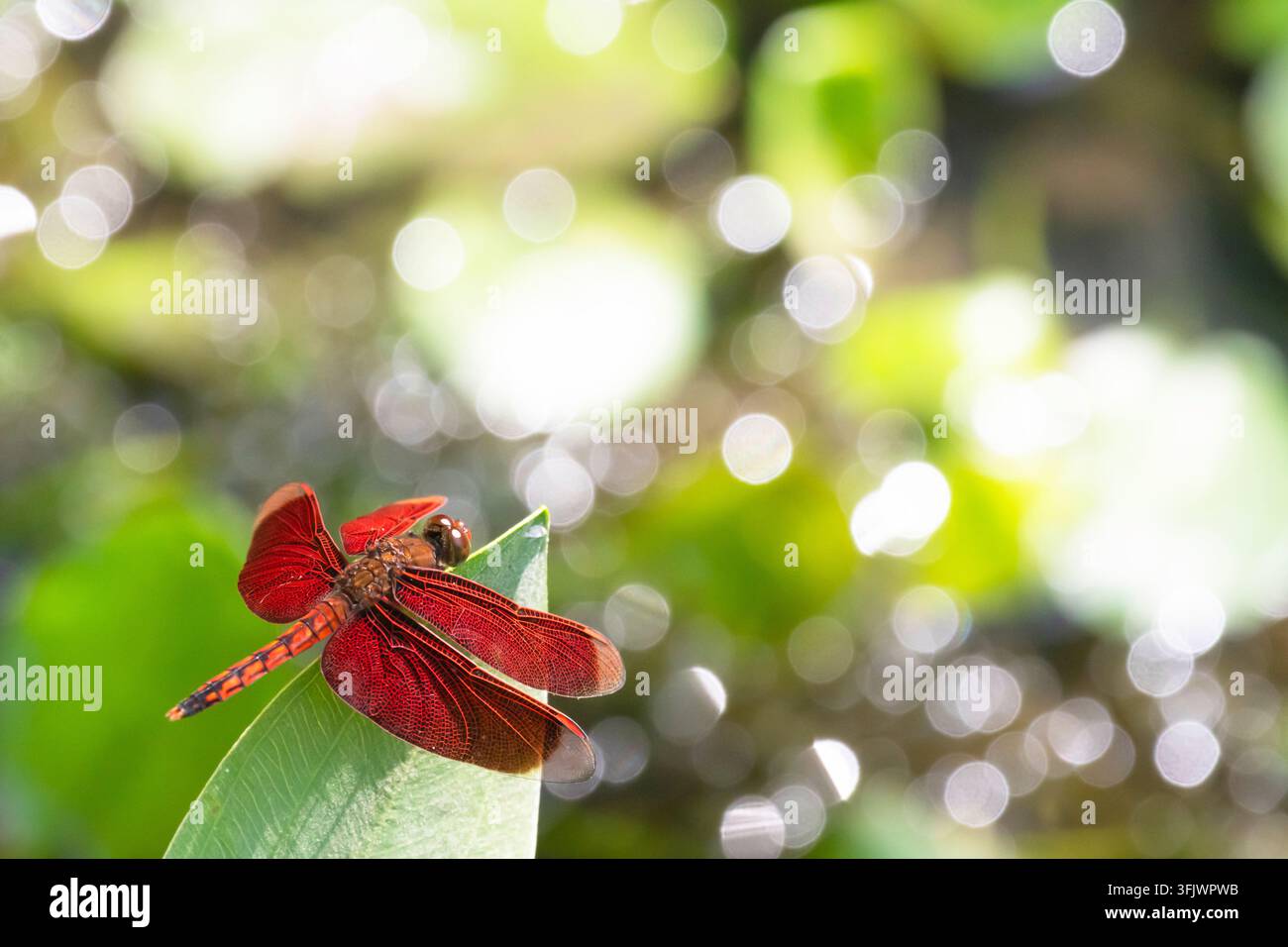 Libellule rouge reposant sur une feuille verte avec un beau fond flou et espace de copie Banque D'Images