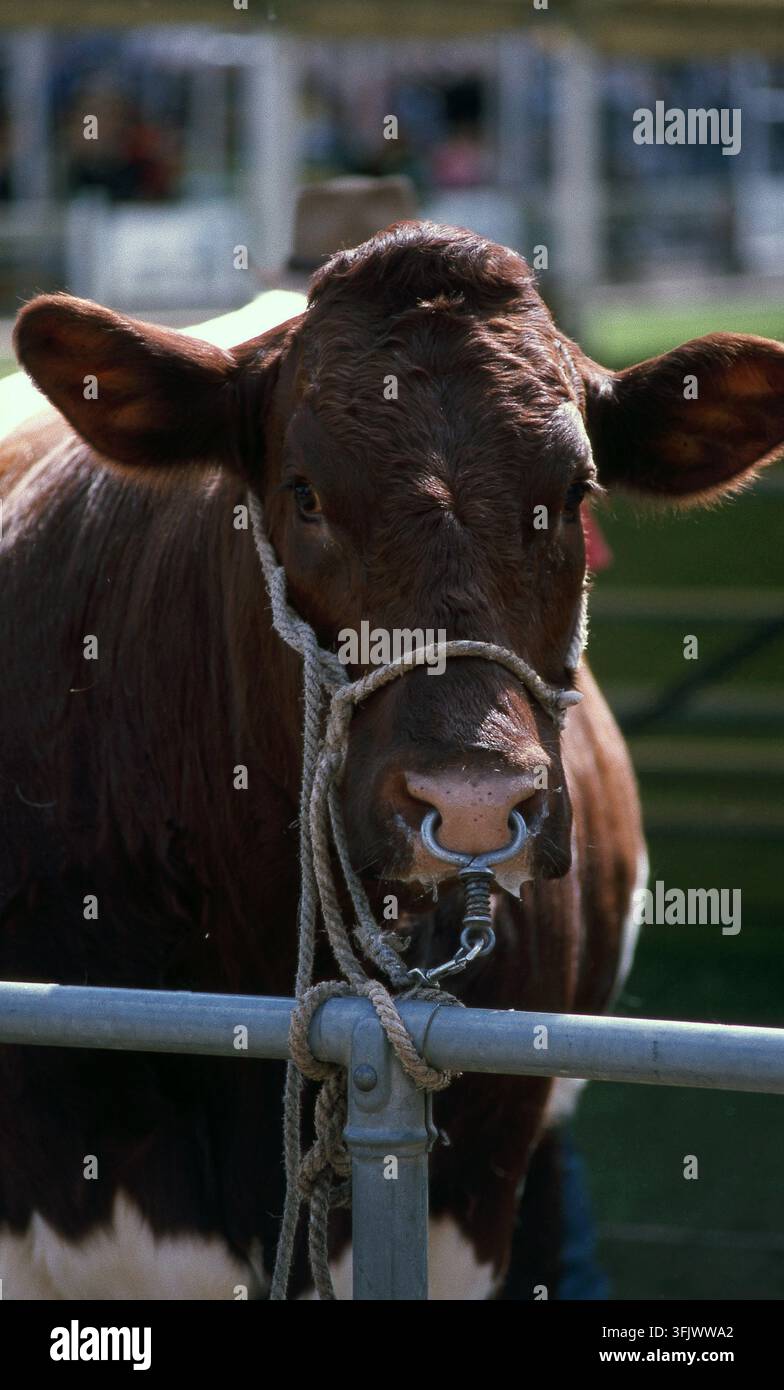 PORTRAIT D'UN TAUR AU POIL BRUN AVEC UN ANNEAU DE METAL AU NEZ ATTACHÉ À UNE CLÔTURE, NOUVELLE-GALLES DU SUD RURALE, AUSTRALIE. Banque D'Images