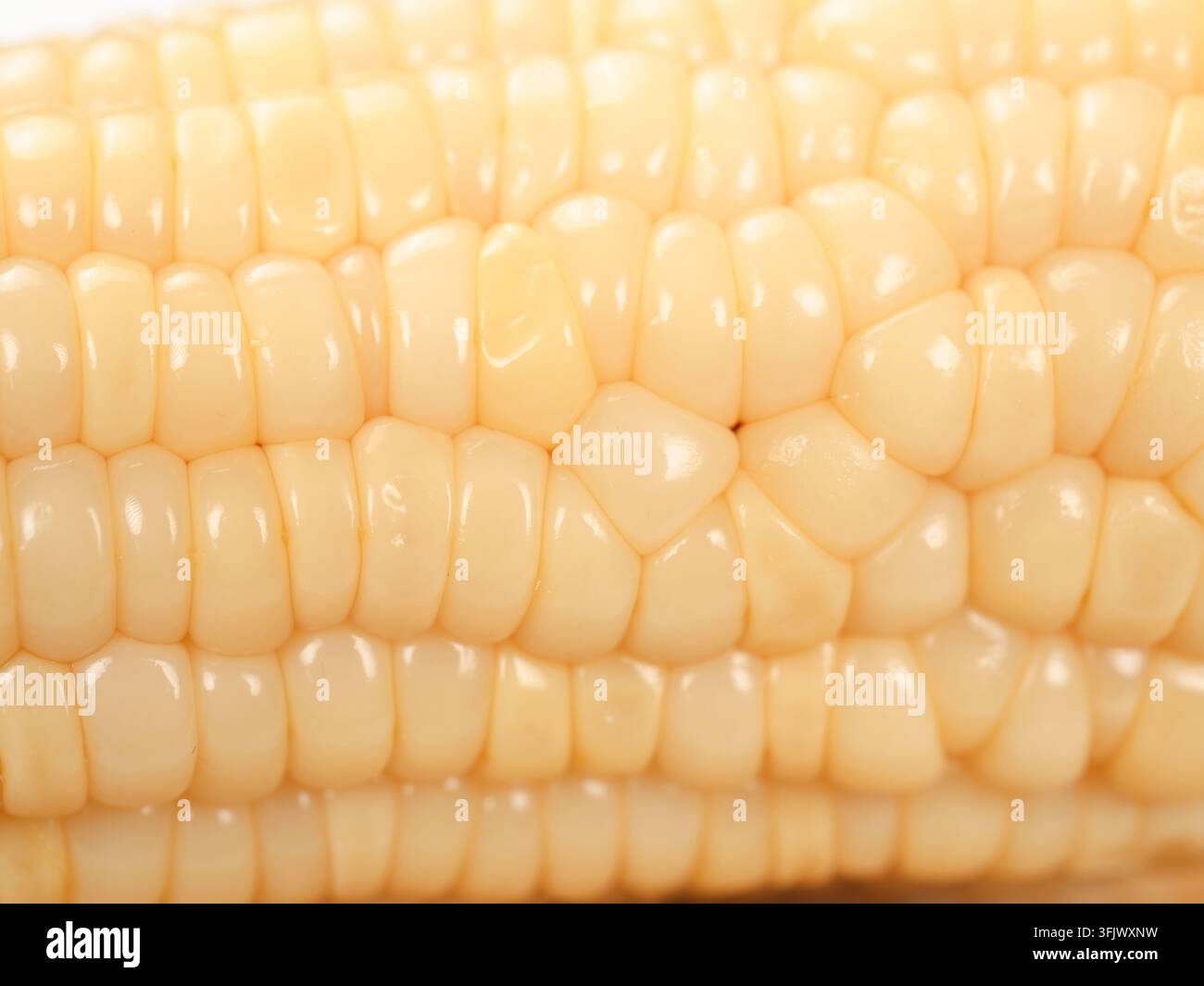 Grossissement macro des grains de maïs blancs cireux, texture de rangées pleines Banque D'Images
