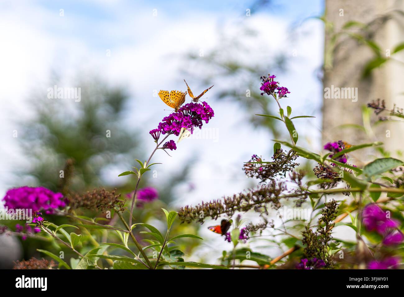 Papillons colorés se nourrissant de fleurs violettes de buisson à papillons. Les papillons colorés se nourrissent de fleurs violettes vives parmi des feuilles vertes dans un jardin ensoleillé Banque D'Images