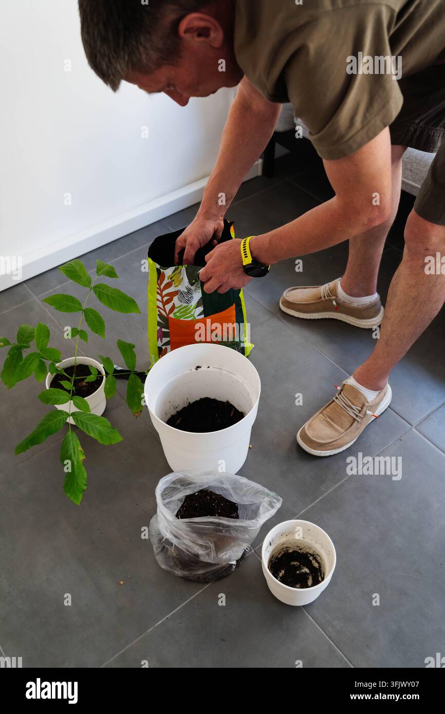 Un homme verse de la terre en pot à la main dans un grand pot de fleurs blanc sur un sol carrelé à côté d'un jeune semis d'arbre. Rempotage de plantes d'intérieur et jardinage intérieur Banque D'Images