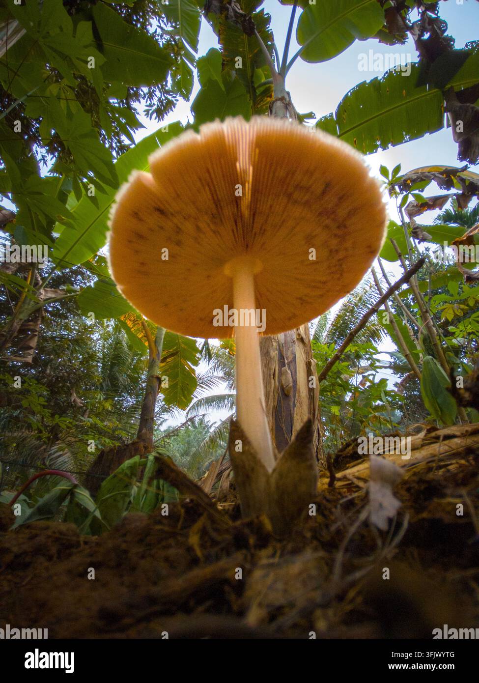 Vue en contre-plongé d'un champignon sauvage poussant sur le sol de la forêt. Banque D'Images