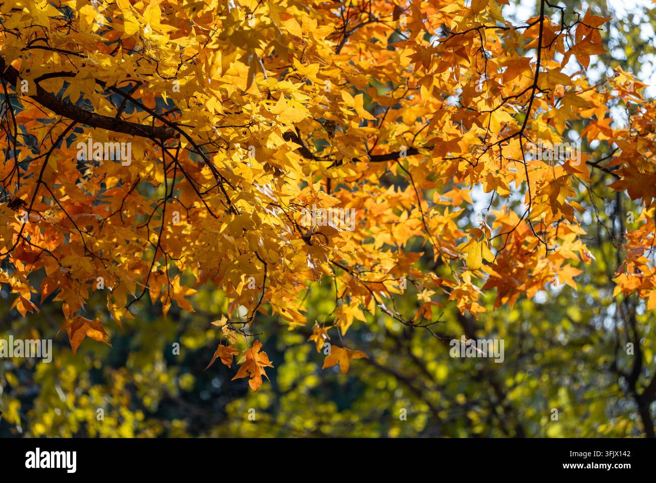 Feuilles d'érable dorées rétroéclairées dans des tons automnaux chauds, fond naturel atmosphérique d'automne pour des ressources de conception promotionnelles saisonnières Banque D'Images