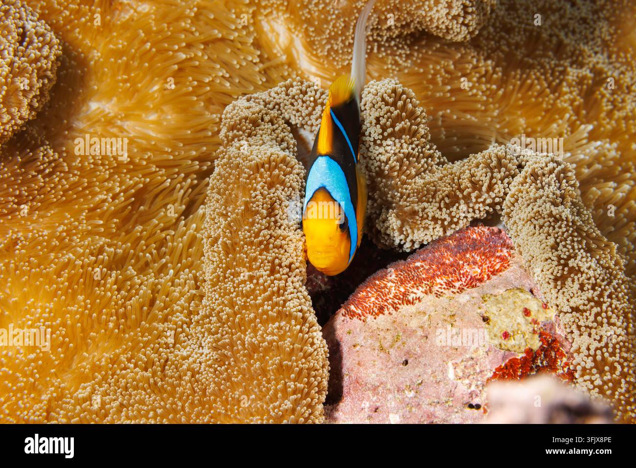Un poisson-anémone à nageoire orange, Amphiprion chrysopterus, soigne une ponte d'œufs en développement déposée à côté de son hôte, l'anémone de mer tapis de Mertens, Stichodacte Banque D'Images