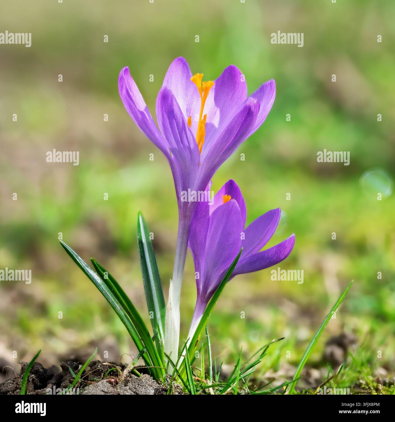 Deux crocus violets fleurissent ensemble dans une végétation printanière fraîche. Leurs pétales violets vifs et leurs stigmates orange brillants se détachent Banque D'Images