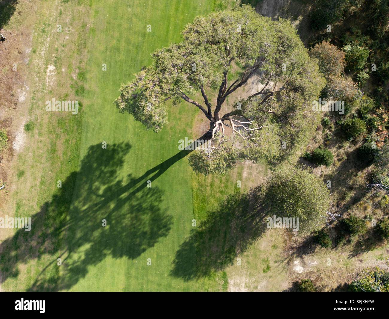 Vue aérienne par drone d'un arbre mature projetant une longue ombre sur le fairway du Foxhills Country Club à Surrey, en Angleterre. Banque D'Images