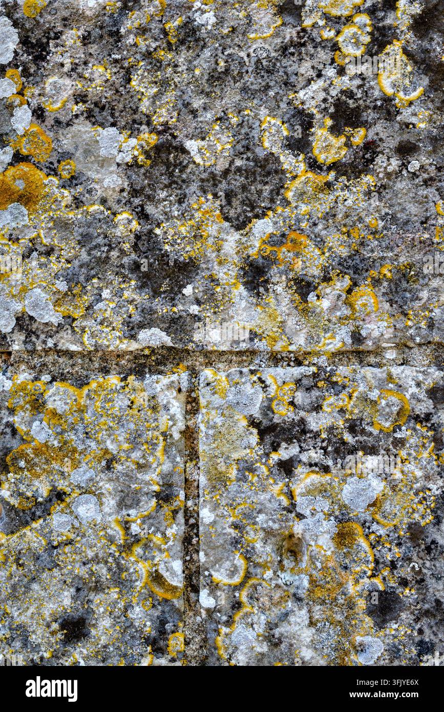 Croissance de lichens sur les vieux murs de pierre de la Chapelle Saint-Jean de Plaincourault du XIe siècle, Mérigny, Indre (36), France. Banque D'Images