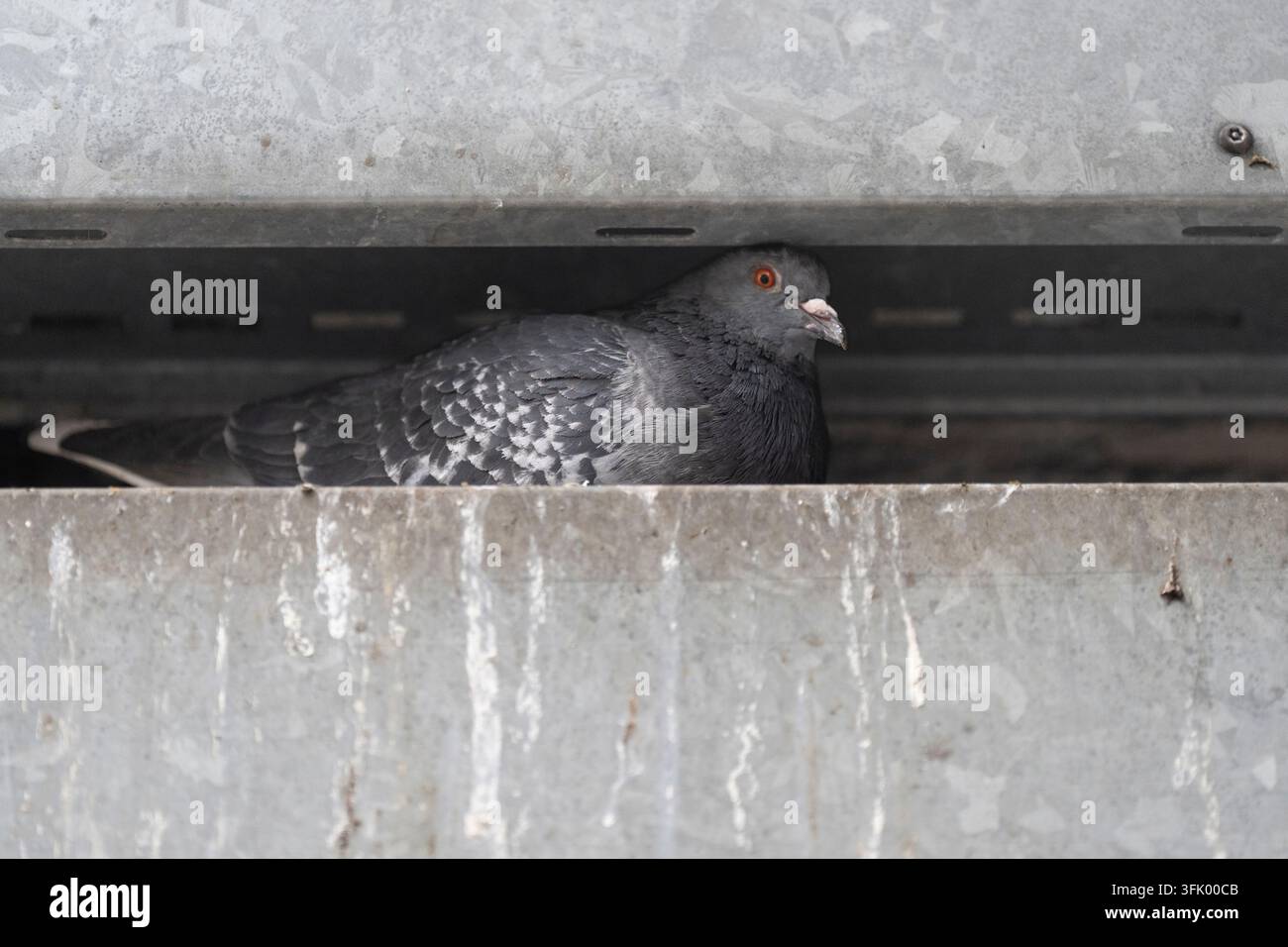 Un pigeon repose dans une crevasse métallique sur une structure urbaine, cherchant un abri contre les éléments. Banque D'Images