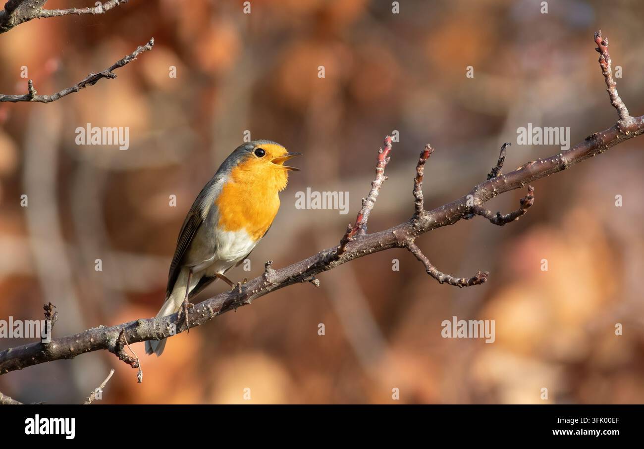 Roitelet European, Erithacus rubecula. Un oiseau est assis sur une branche et chante Banque D'Images