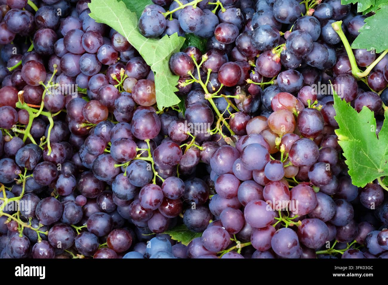 Raisins rouges fraîchement cueillis prêts pour la vinification Banque D'Images
