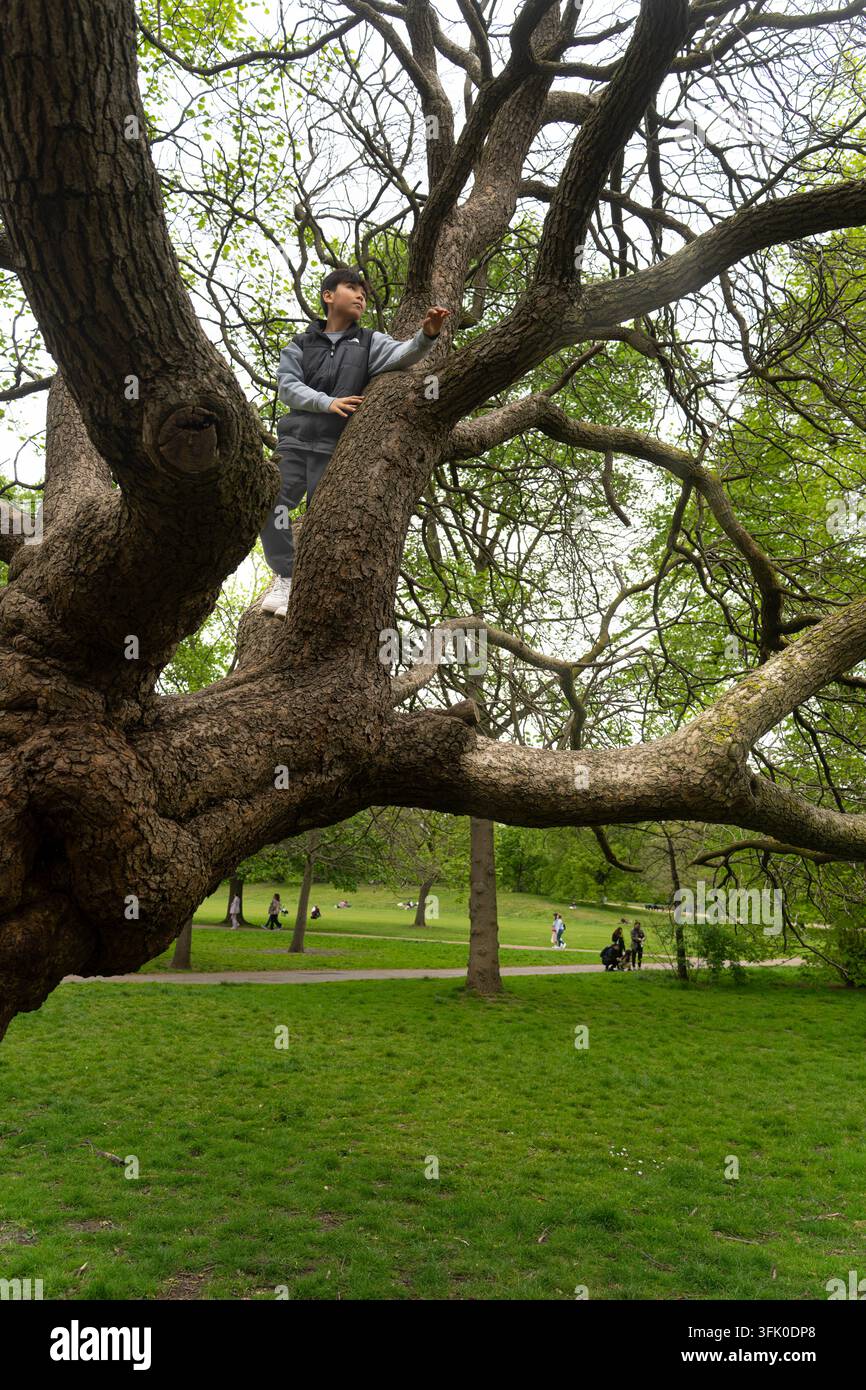Un garçon grimpe à un grand arbre dans le monument de Hyde Park à Londres, profitant de l'extérieur et explorant la nature. Banque D'Images