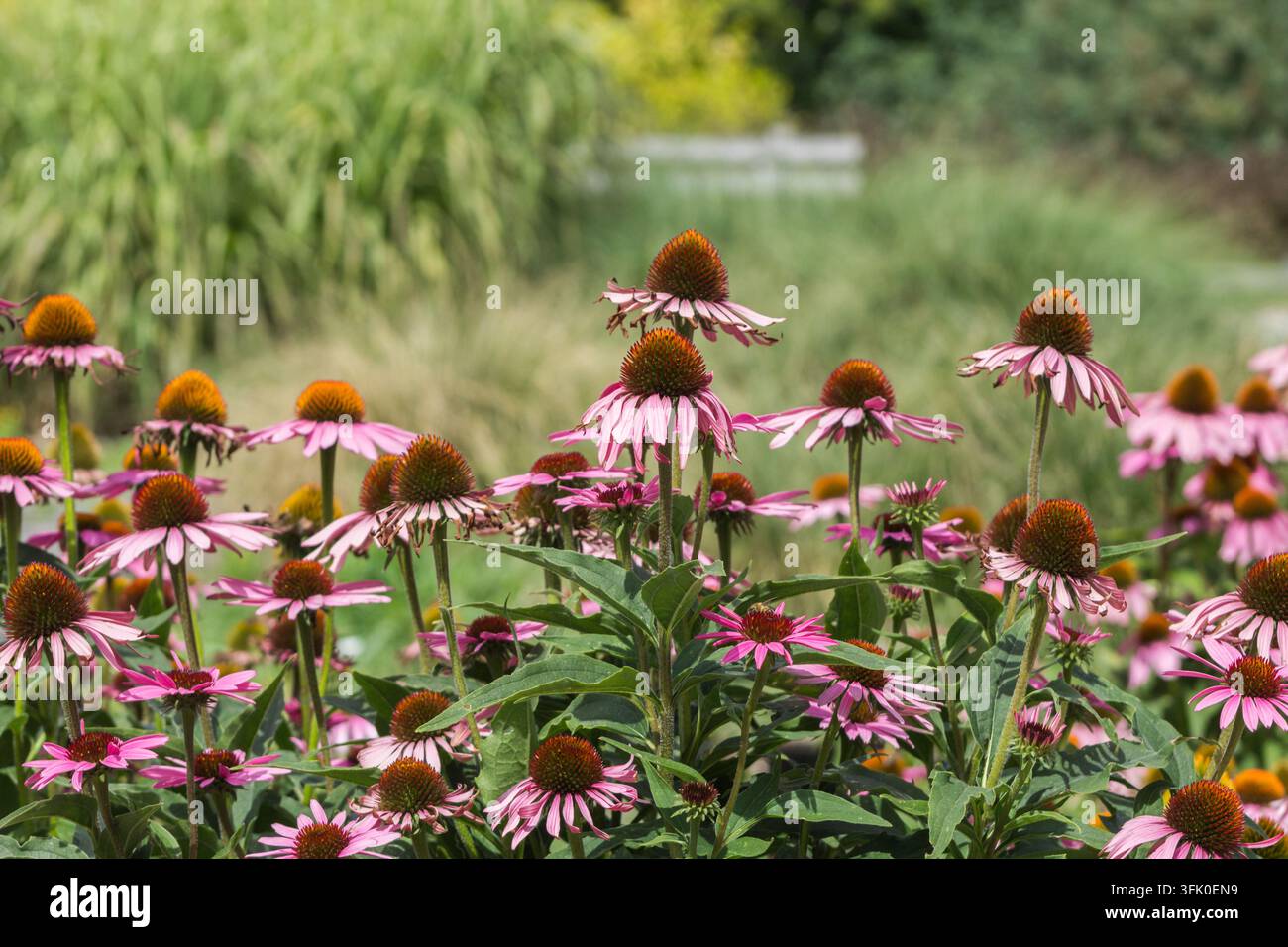 Fleurs d’échinacée pourpre en pleine floraison dans un jardin, avec une abeille reposant sur l’une des fleurs. Banque D'Images