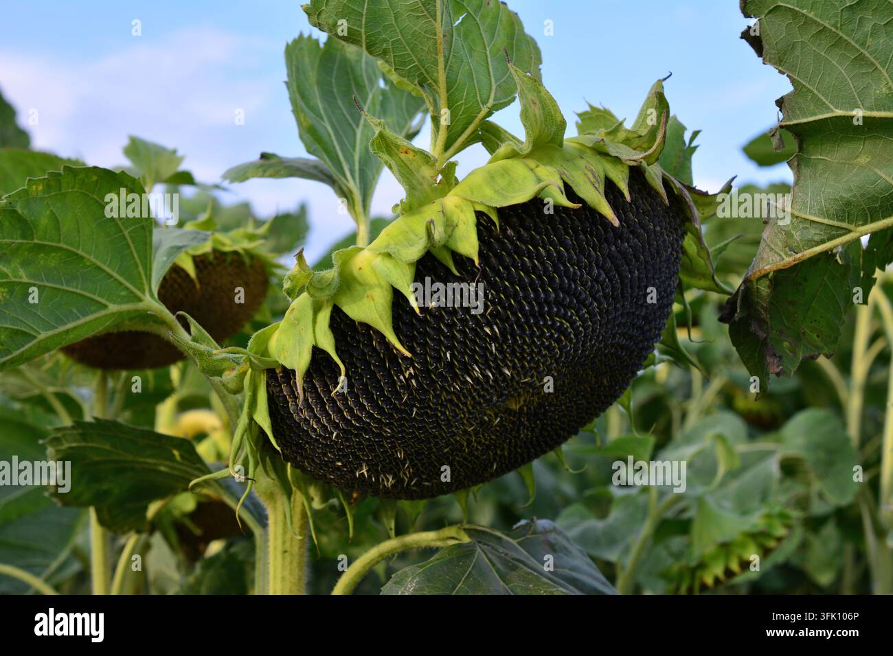 Tête de tournesol mature pleine de graines dans un champ, gros plan Banque D'Images