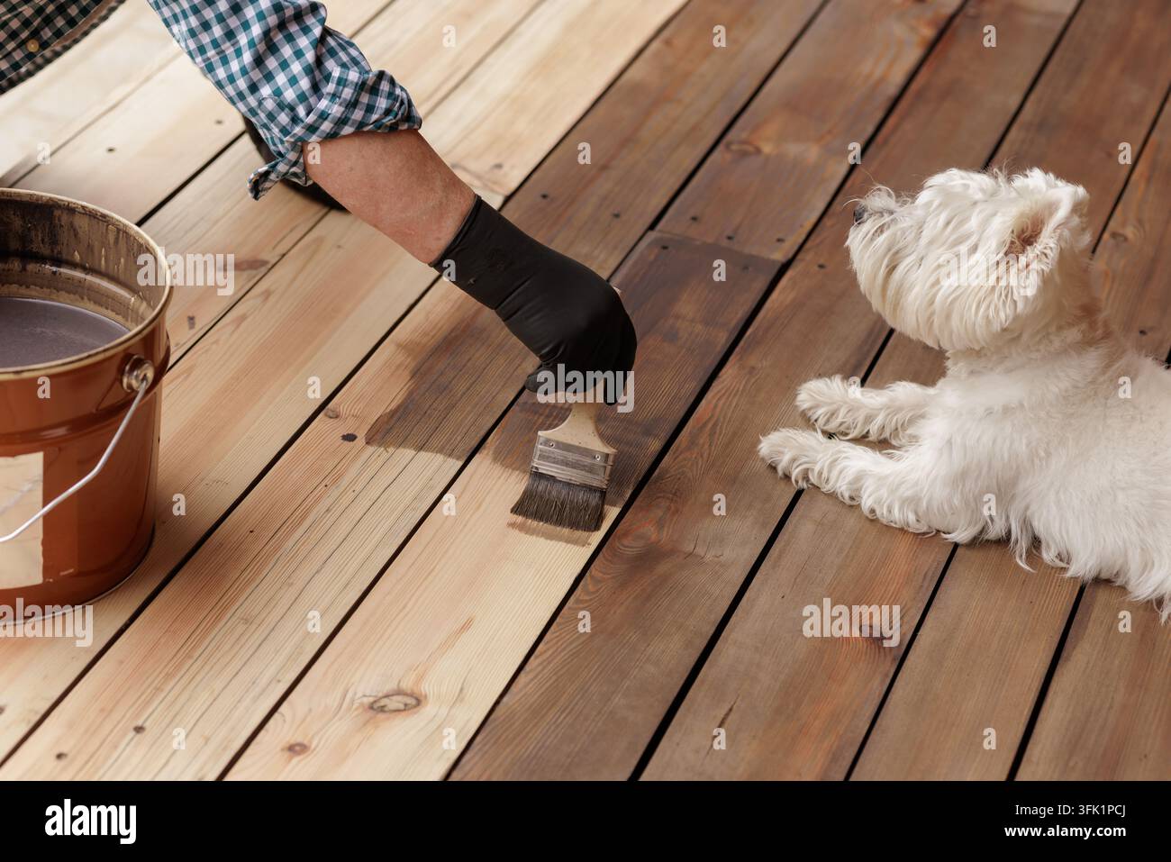 Une main gantée applique une huile protectrice sur des lames de terrasse en bois à côté d'un chien, illustrant la rénovation de terrasse, l'entretien extérieur et l'amélioration de l'habitat. Banque D'Images