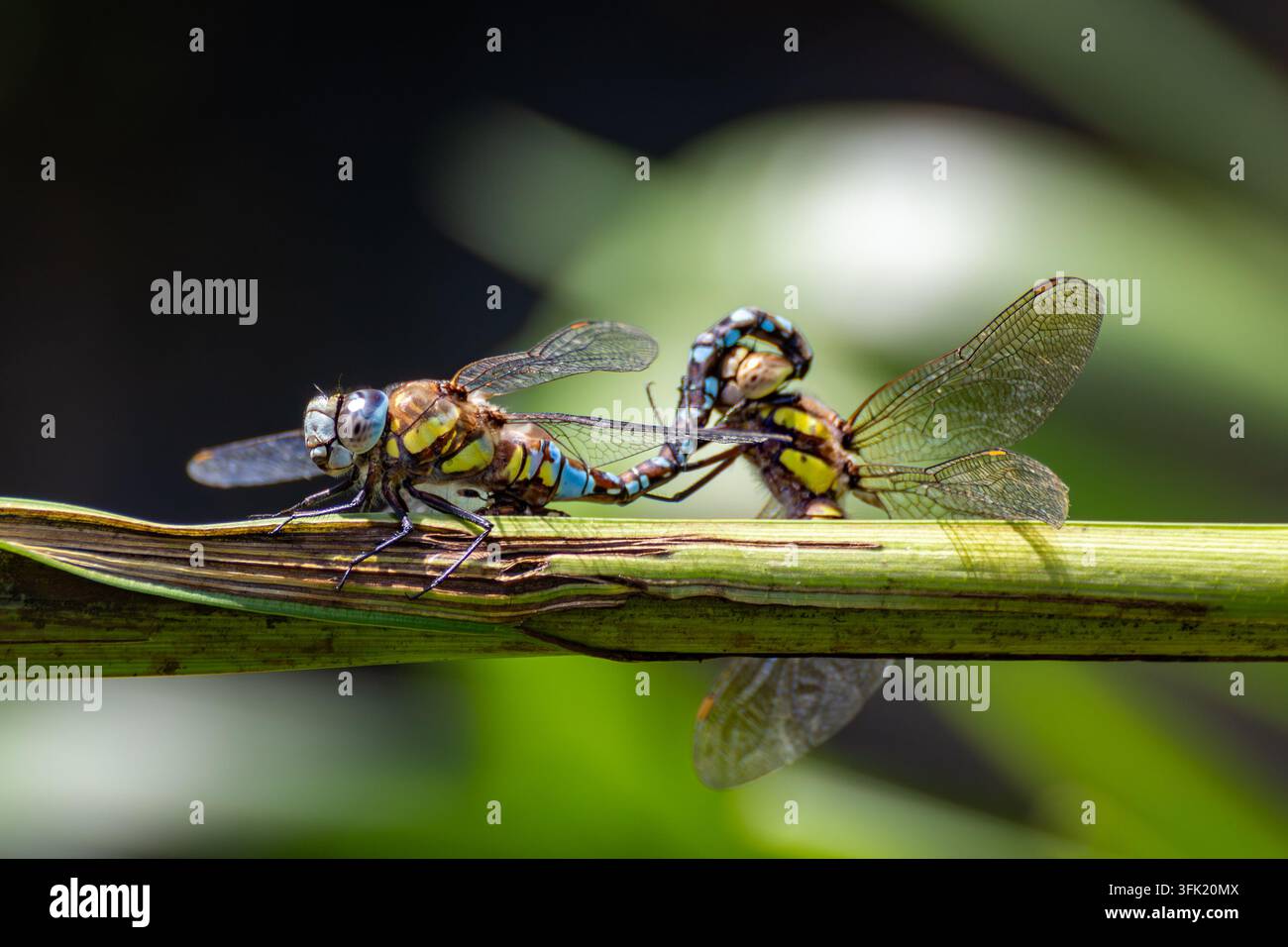 Accouplement de libellules mosaïques du sud Aeshna cyanea formant une roue d'accouplement sur la végétation à Magor Marsh, Monmouthshire, Pays de Galles Banque D'Images
