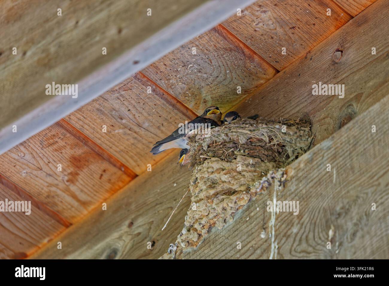 Hirondelle rustique (Hirundo rustica) perchée sur le bord du nid avec des oisillons Banque D'Images