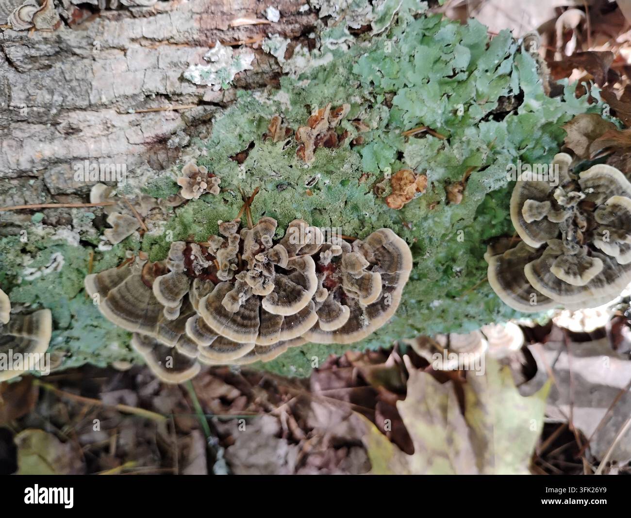Gros plan de cercles concentriques de champignons de queue de dinde (Trametes versicolor) poussant à côté de lichens en bouclier d'un vert vif sur l'écorce Banque D'Images