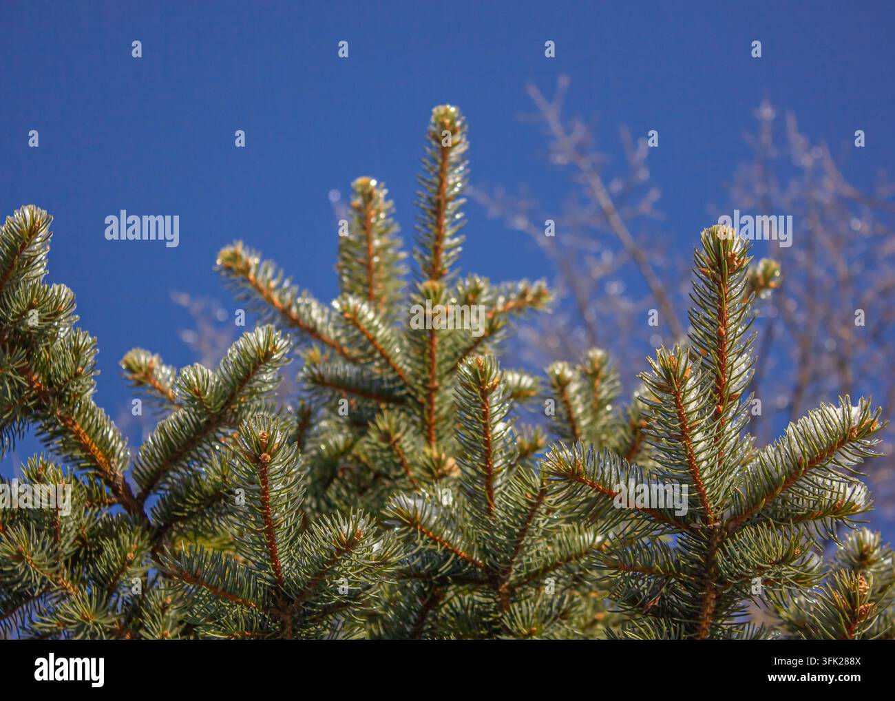 Branches de pin vert glacées contre un ciel bleu clair en hiver, fond naturel à feuillage persistant gelé. Banque D'Images