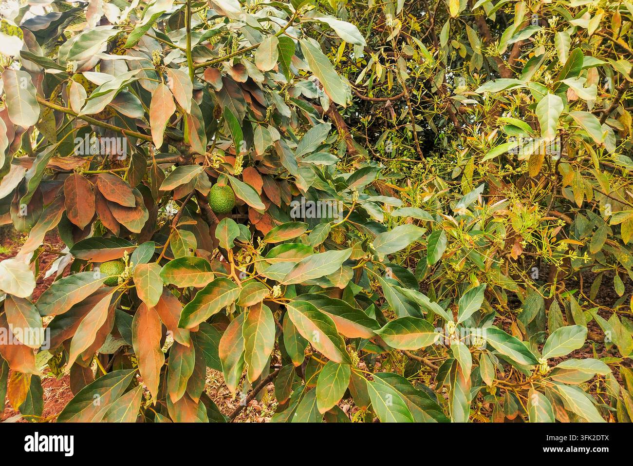 Avocats verts frais et fleurs poussant sur les branches d’arbres dans le comté de Murang’a, Kenya Banque D'Images
